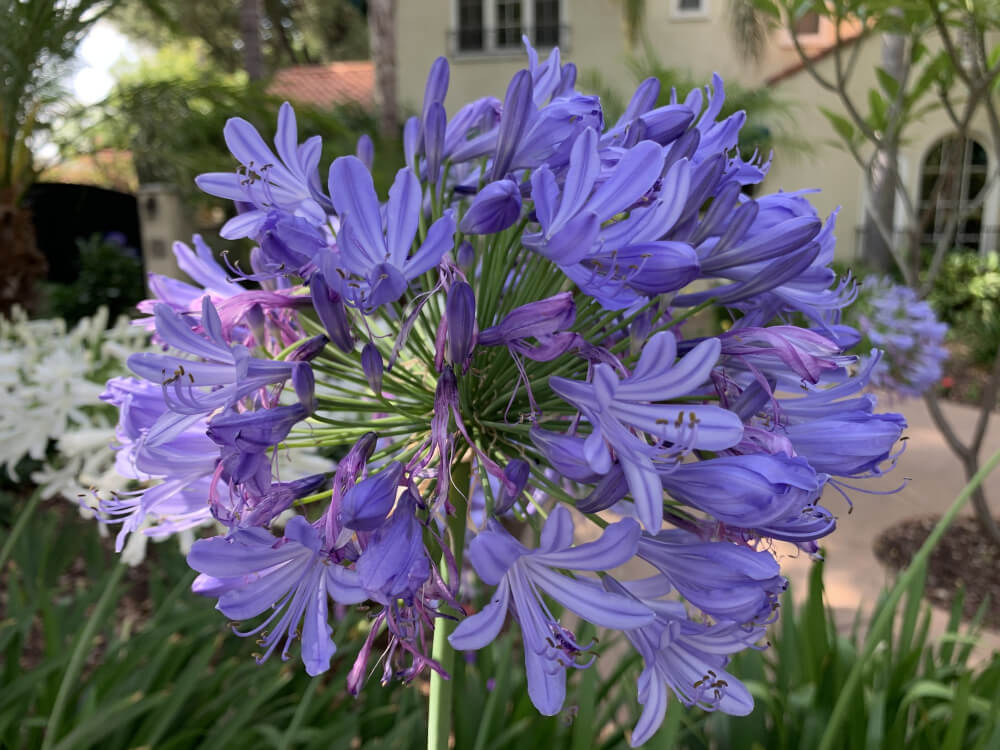 Agapanthus Flower Plant