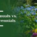 Annuals vs. Perennials: Creating Lasting Beauty in Bay Area Luxury Gardens