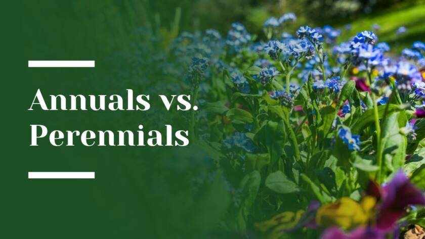 Annuals_vs_Perennials Blog Image