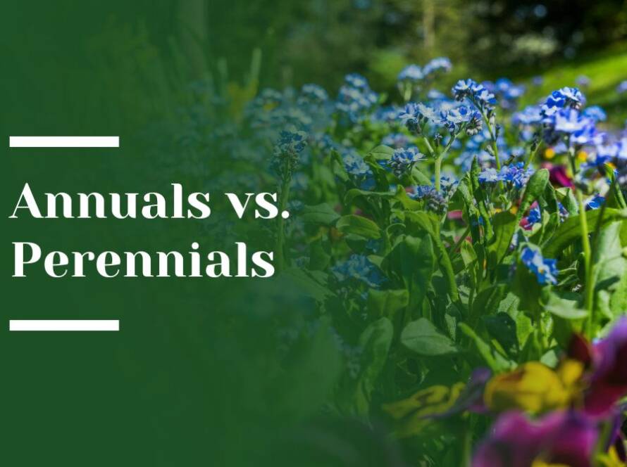 Annuals_vs_Perennials Blog Image