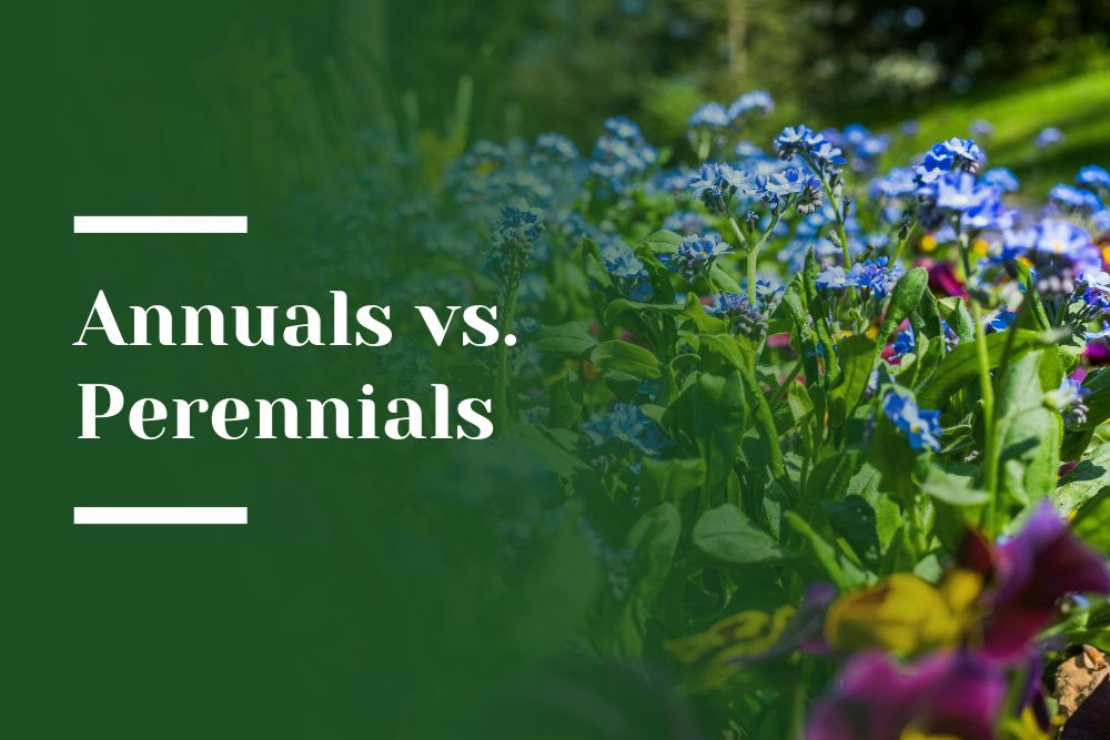 Annuals_vs_Perennials Blog Image