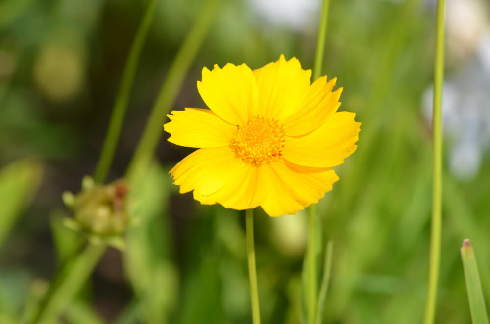 Coreopsis Flower Plant