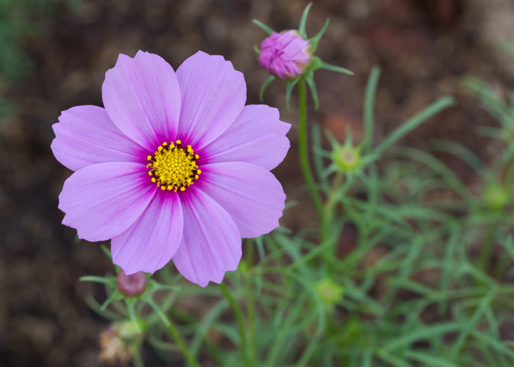 Cosmos Flower Plant