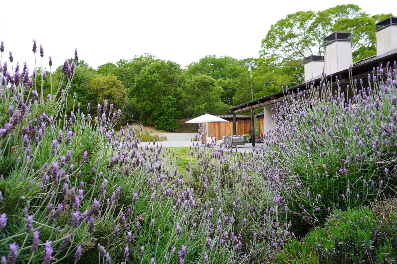 French lavender in frontyard