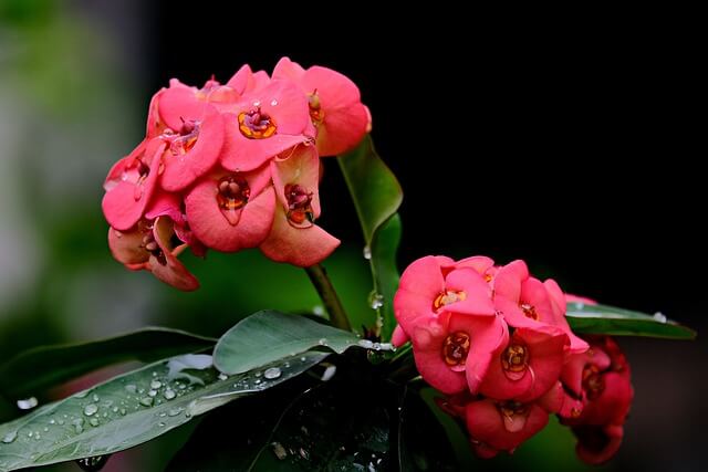 Euphorbia Flower Plant