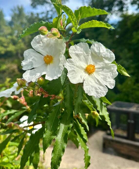 close-up of a cistus plant
