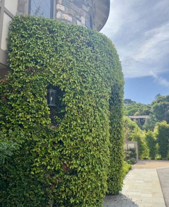 Ficus covered entrance at the home’s main door