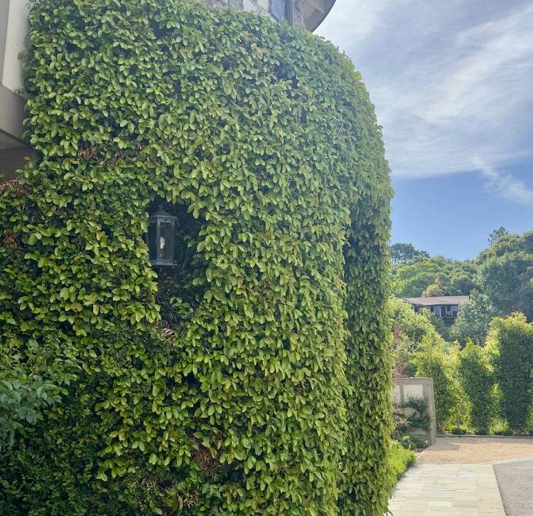 Ficus covered entrance at the home’s main door