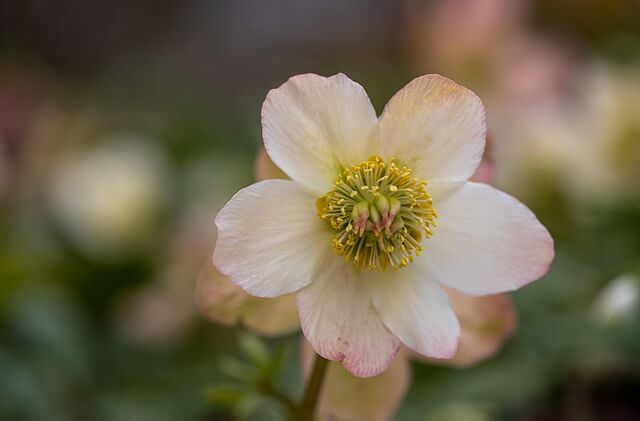 Hellebore Flower Plant