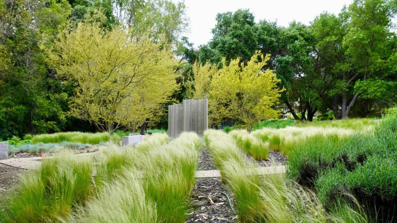 Mexican feather grass with wooden fence and trees with bright yellow foliage
