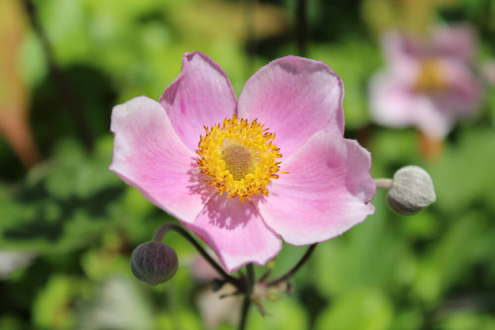 Japanese Anemone Flower