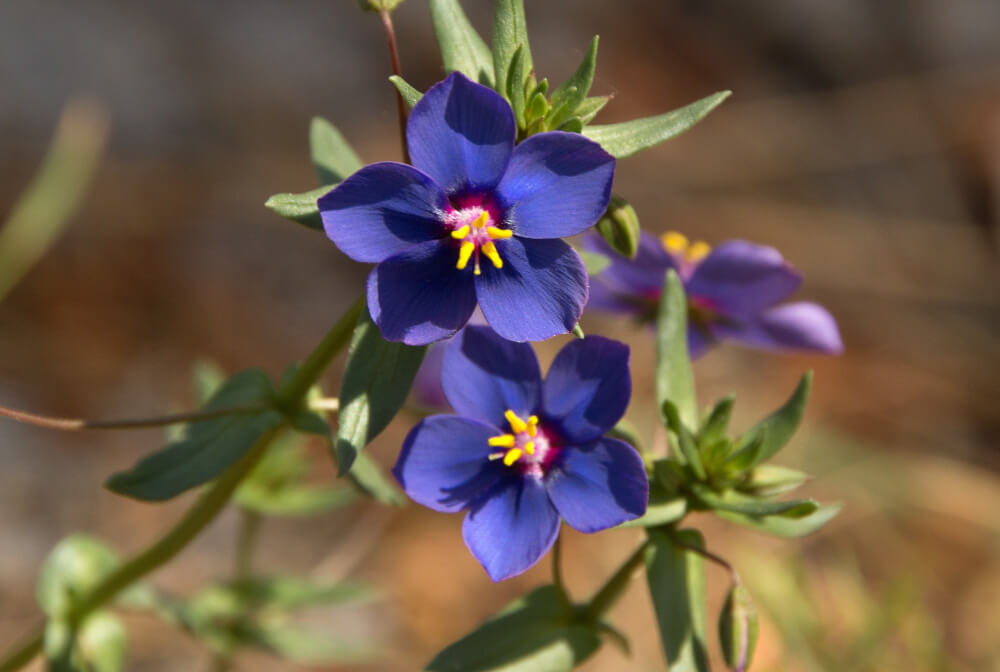 Lobelia Flower Plant
