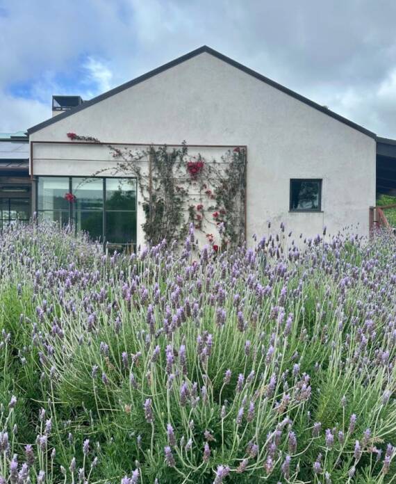 lavenders around house