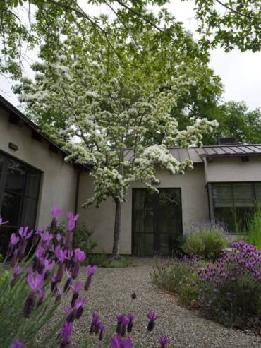 Chinese fringetree and purple English lavender in front of house