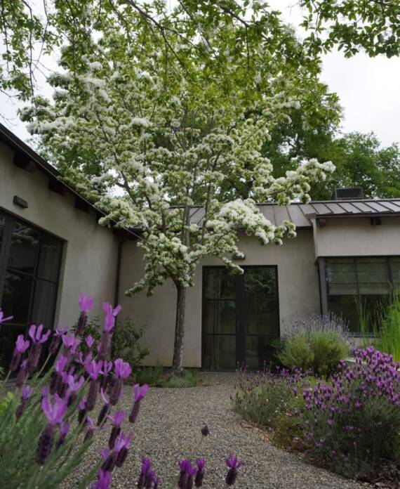 Chinese fringetree and purple English lavender in front of house