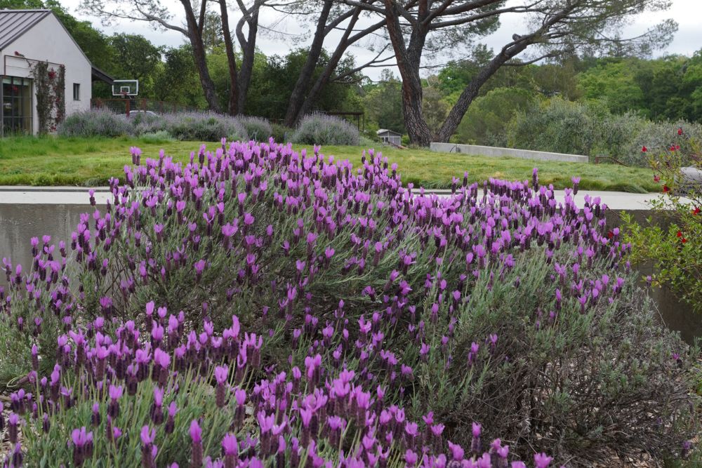 French lavender