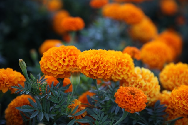 Marigold Flower