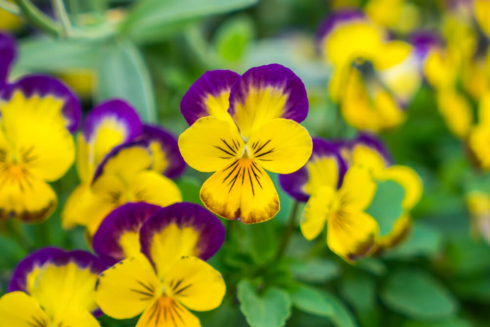 Pansies Flower Plant