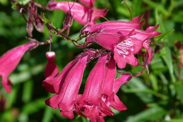 Penstemon Flower Plant