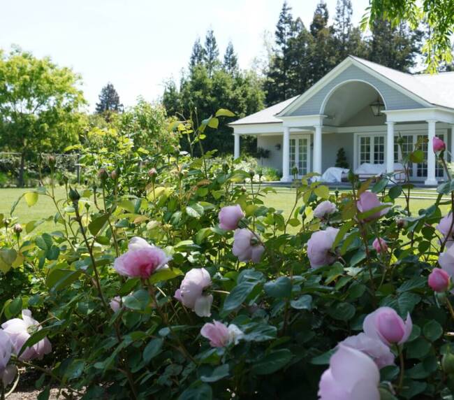 Pink flowers outside house