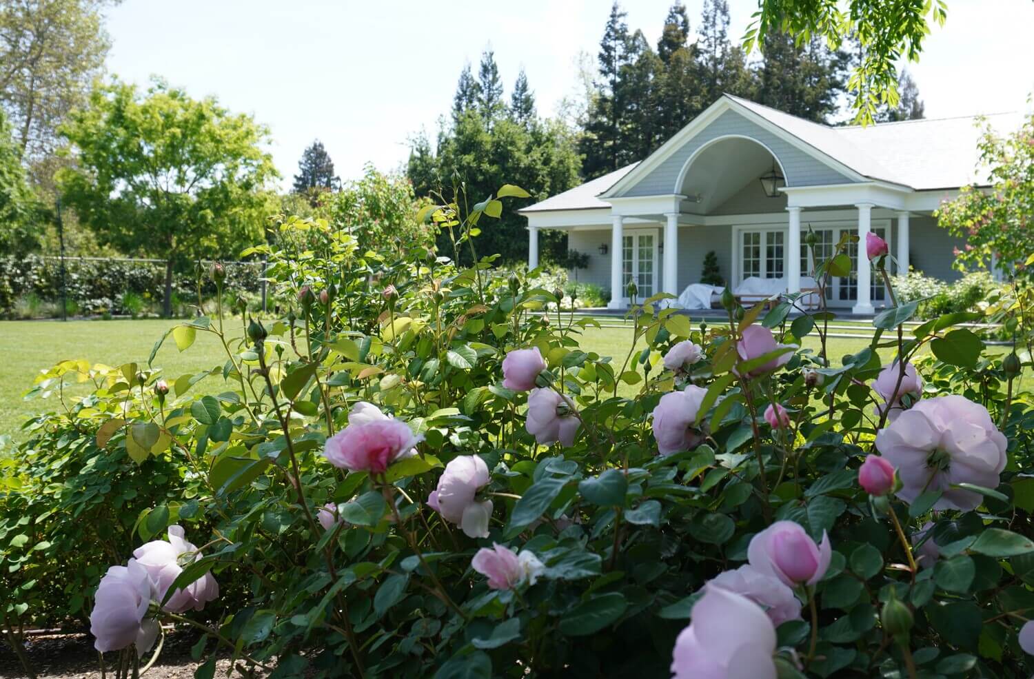 Pink flowers outside house