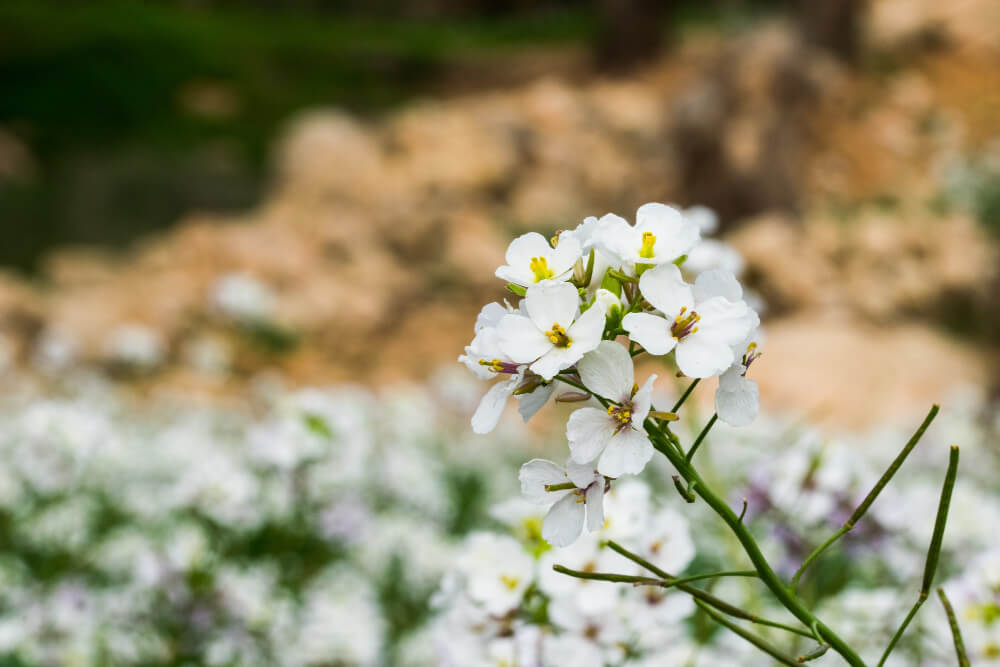 Sweet Alyssum Flower Plant