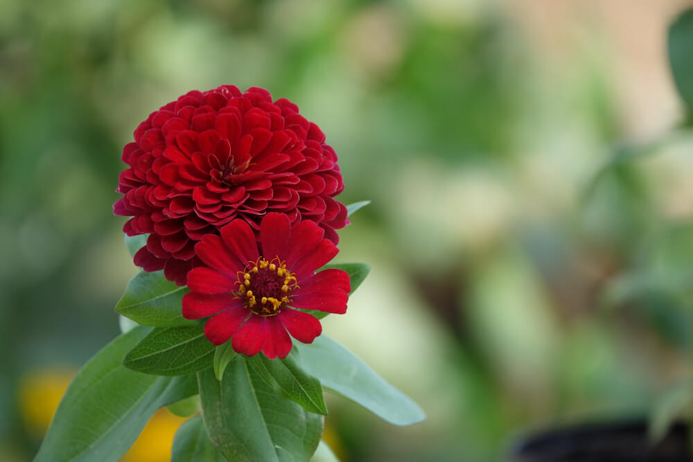 Zinnias Flower Plant