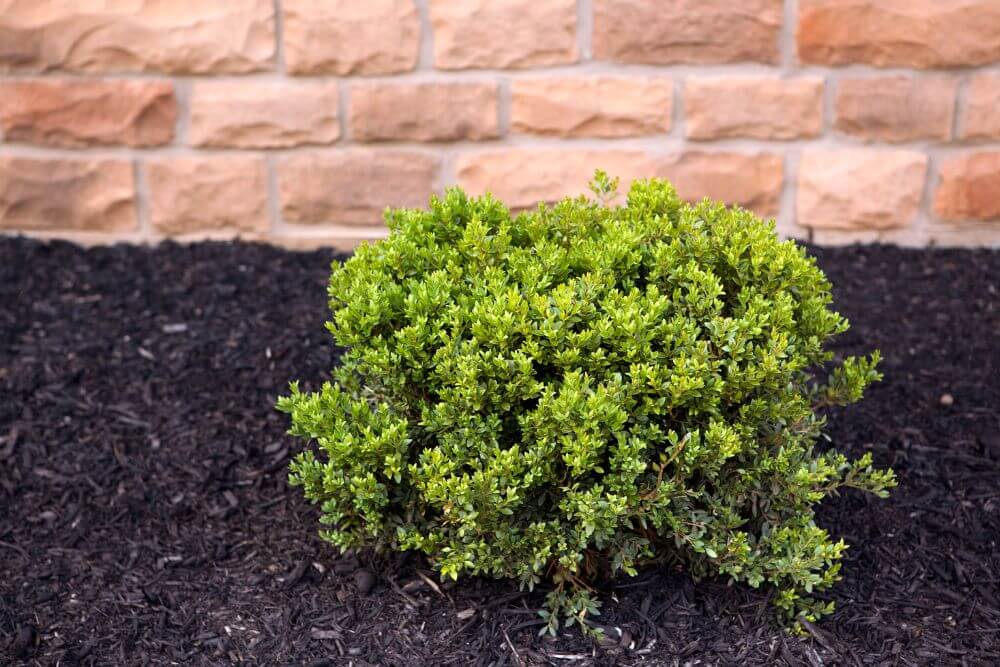 Boxwood plant