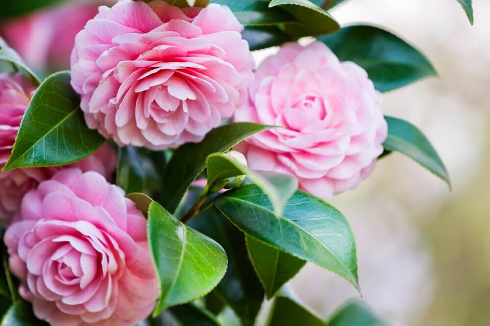 Camellias plant