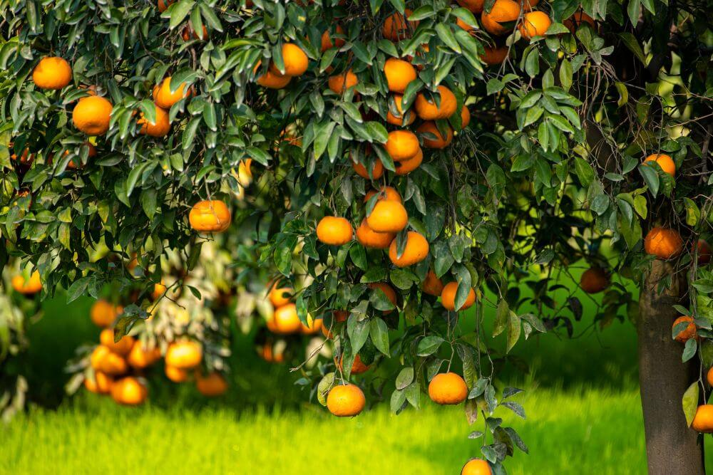 Citrus trees