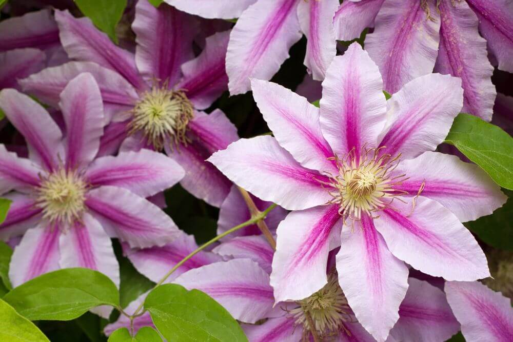 Clematis Plant