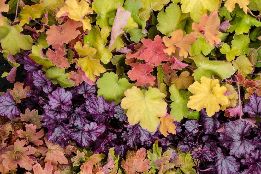 Coral Bells