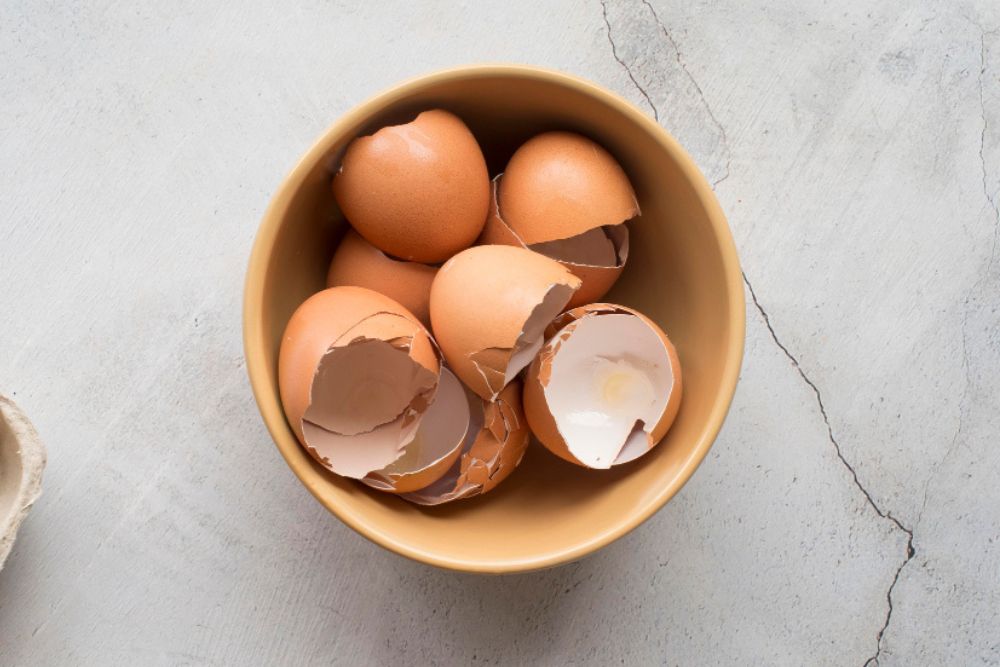 Egg Shell