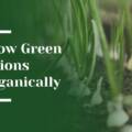 Grow Green Onions Organically in Palo Alto Backyard