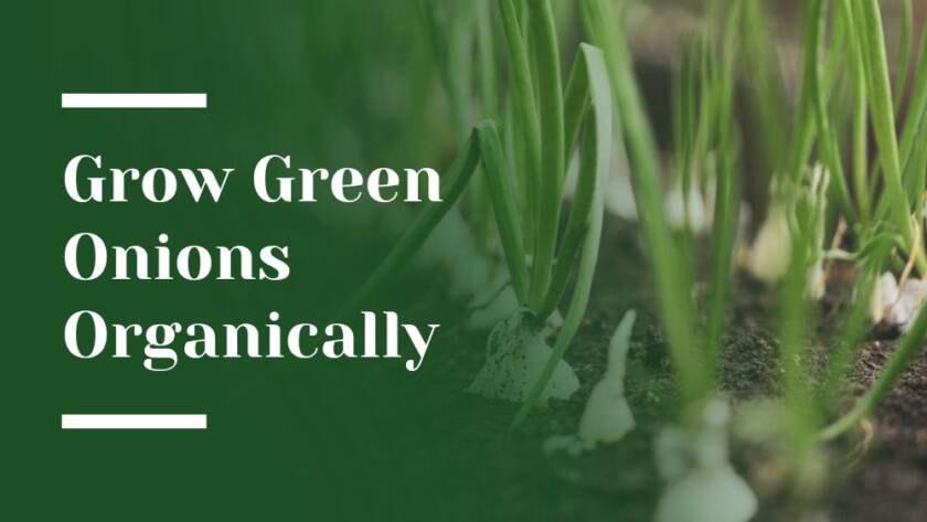 Grow Green Onions Organically Blog Image
