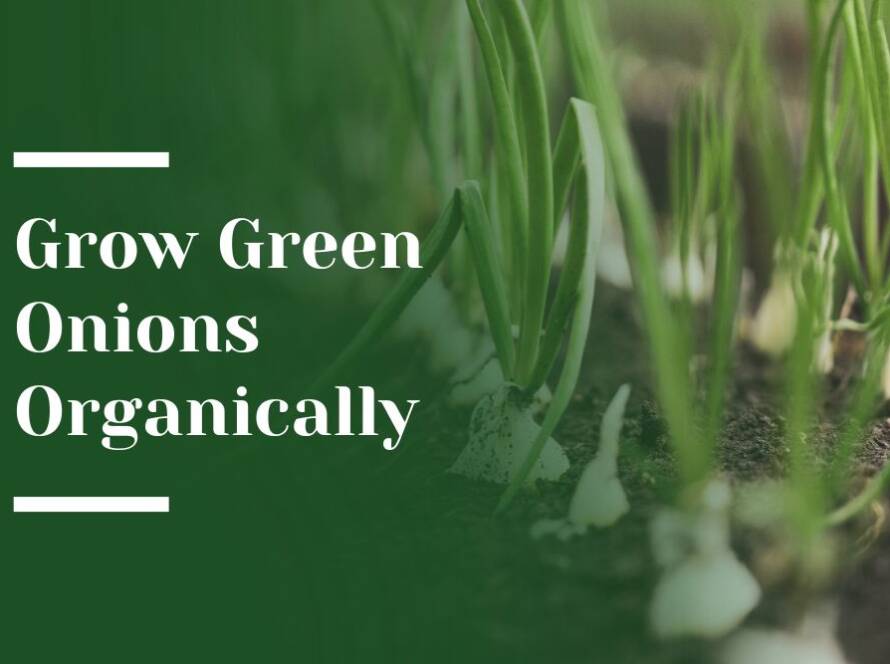 Grow Green Onions Organically Blog Image