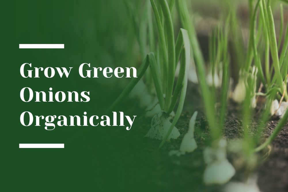 Grow Green Onions Organically Blog Image