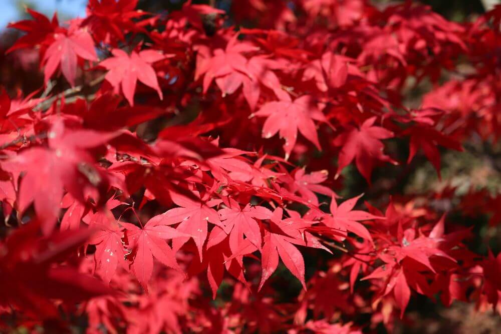 Japanese Maples