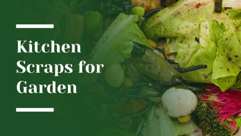 Kitchen Scraps for Garden Blog Image