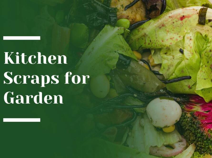 Kitchen Scraps for Garden Blog Image