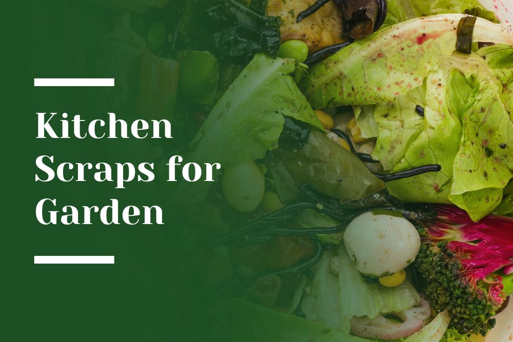 Kitchen Scraps for Garden Blog Image