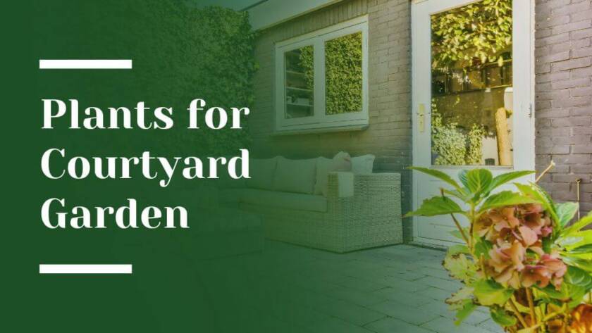 Plants for Courtyard Garden Blog Image