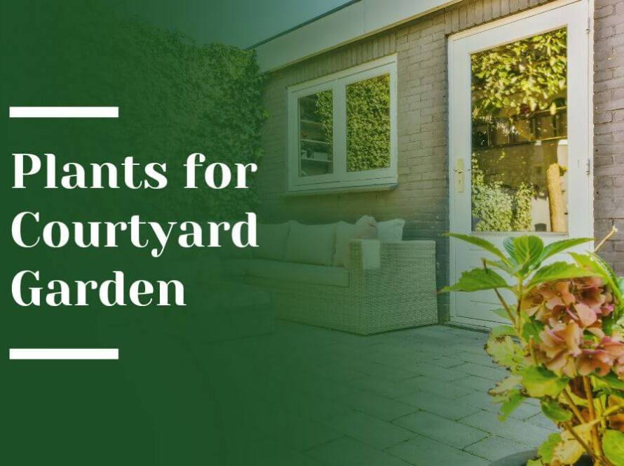 Plants for Courtyard Garden Blog Image
