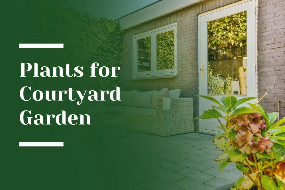 Plants for Courtyard Garden Blog Image