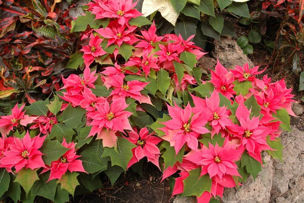 Poinsettia Planted in Garden