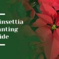 Poinsettia Planting Guide for Menlo Park: Timing, Care Tips, and Year-Round Blooms