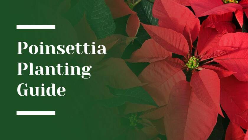 Poinsettia Planting Guide Blog Image