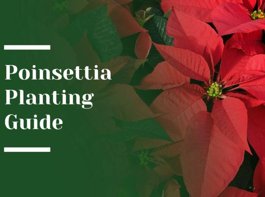 Poinsettia Planting Guide Blog Image