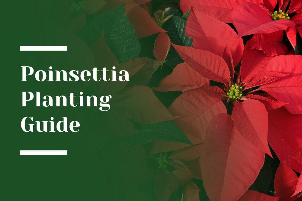 Poinsettia Planting Guide Blog Image