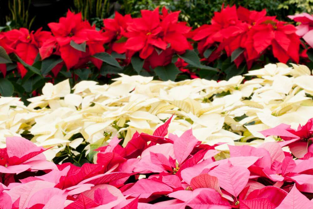 Red, White & Pink Poinsettia